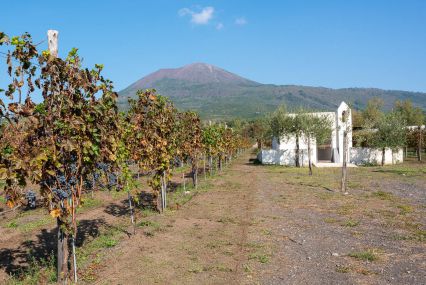 Mount Vesuvius crater tour with lunch at a vineyard